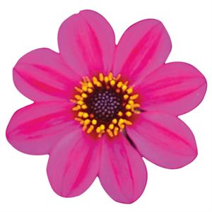 Bild von Ej Dahlia Purple